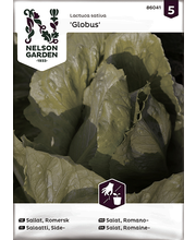 Salaatti, Side-, Globus - Yrttien siemenet - 7312600860414 - 1