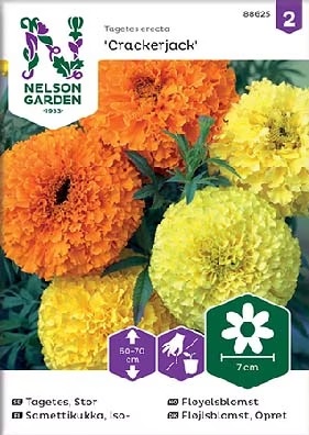 Samettikukka, Iso-, Crackerjack - Kukkien siemenet - 7312600886254 - 1