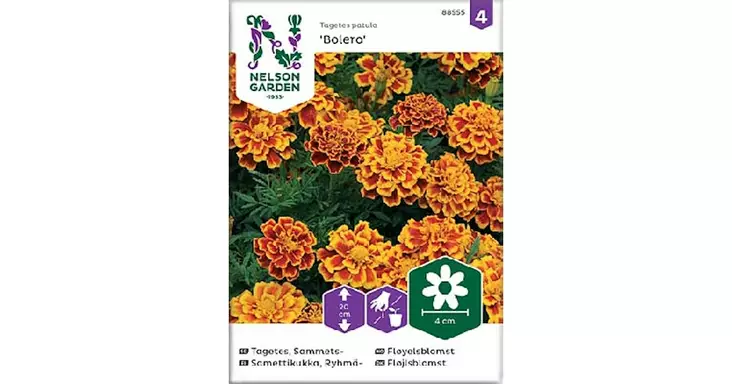 Samettikukka, Ryhmä-, Bolero - Kukkien siemenet - 7312600885554 - 1