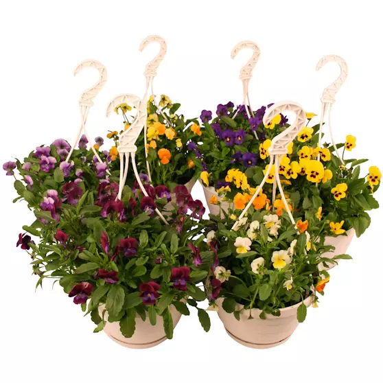 ORVOKKI AMPPELI - Puutarhan hoito - 6430020950094 - 1