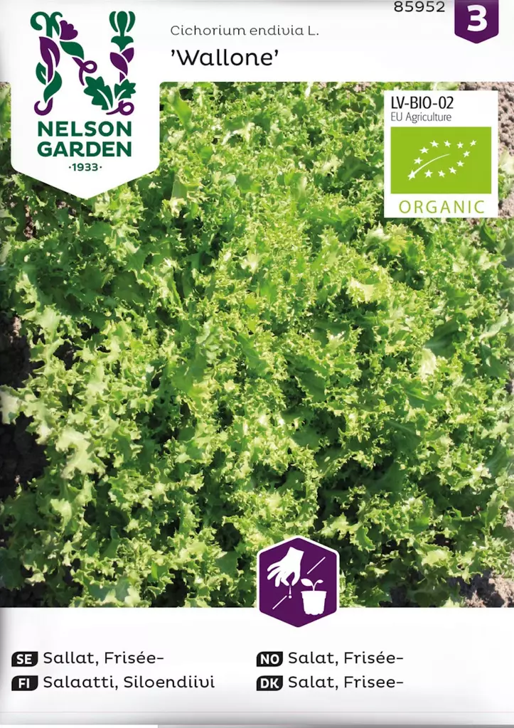 Salaatti, Endiivi, Wallone, Organic - Vihannesten ja hedelmien siemenet - 7312600859524 - 1