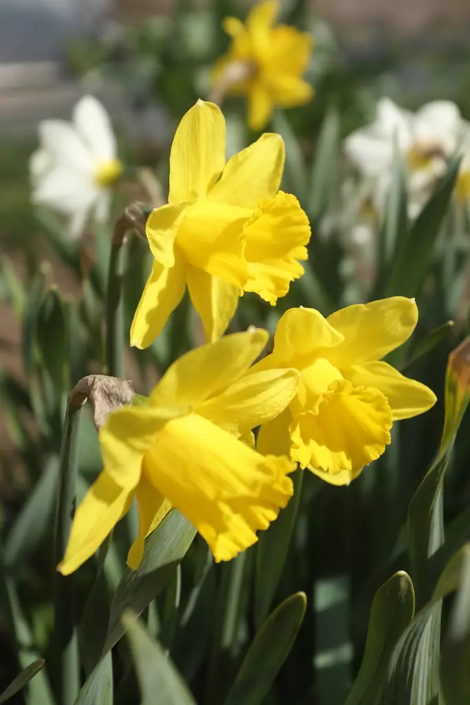 SYYSSIPULI NARSISSI PÄÄSIÄISLILJA - Siemenet ja sipulit - 7312602004304 - 1