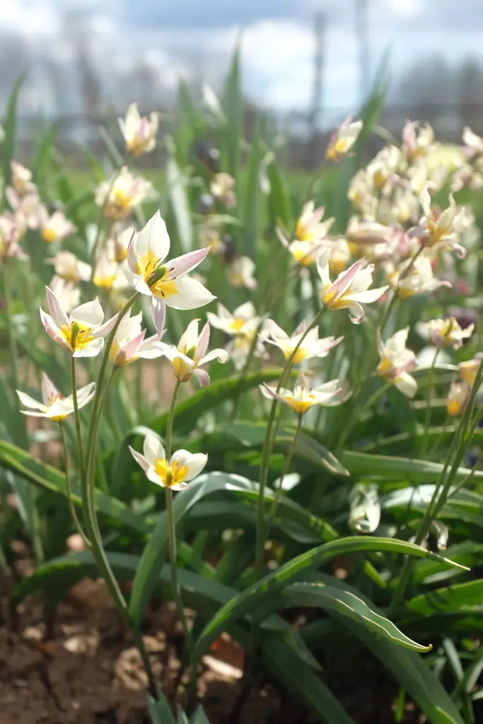 SYYSSIPULI TULPPAANI KÄÄPIÖ - Siemenet ja sipulit - 7312602008104 - 1