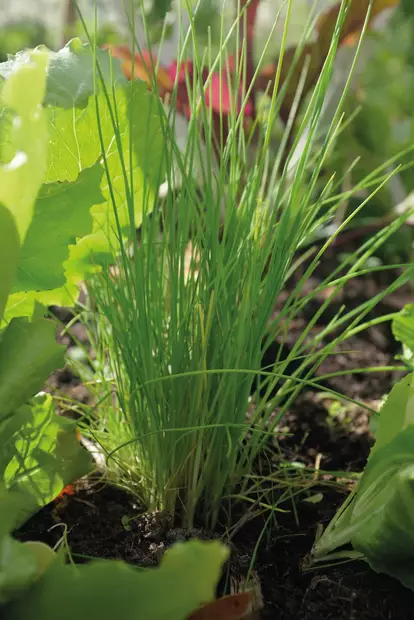 Sipuli, Ruoho-, Tavallinen, Dolores - Vihannesten ja hedelmien siemenet - 7312600852945 - 2