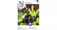 Salaatti, Baby Leaf, Seos - Vihannesten ja hedelmien siemenet - 7312600859715 - 1