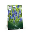 Syyssipuli Helmlilja, 'Armeniacum' - Siemenet ja sipulit - 7312603021065 - 1