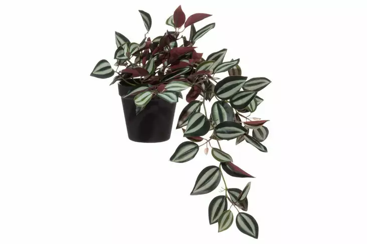 4Living Juoru Zebrina muoviruukussa - Tekokukat ja -kasvit - 6410416231815 - 1