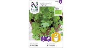 Korianteri, Marino, Organic - Vihannesten ja hedelmien siemenet - 7312600853935 - 1