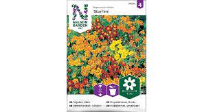 Samettikukka, Kääpiö-, Starfire mixed - Kukkien siemenet - 7312600885455 - 1