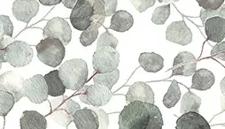 KONTAKTIMUOVI EUCALYPTUS - Tarrat ja magneetit - 4038563037665 - 1