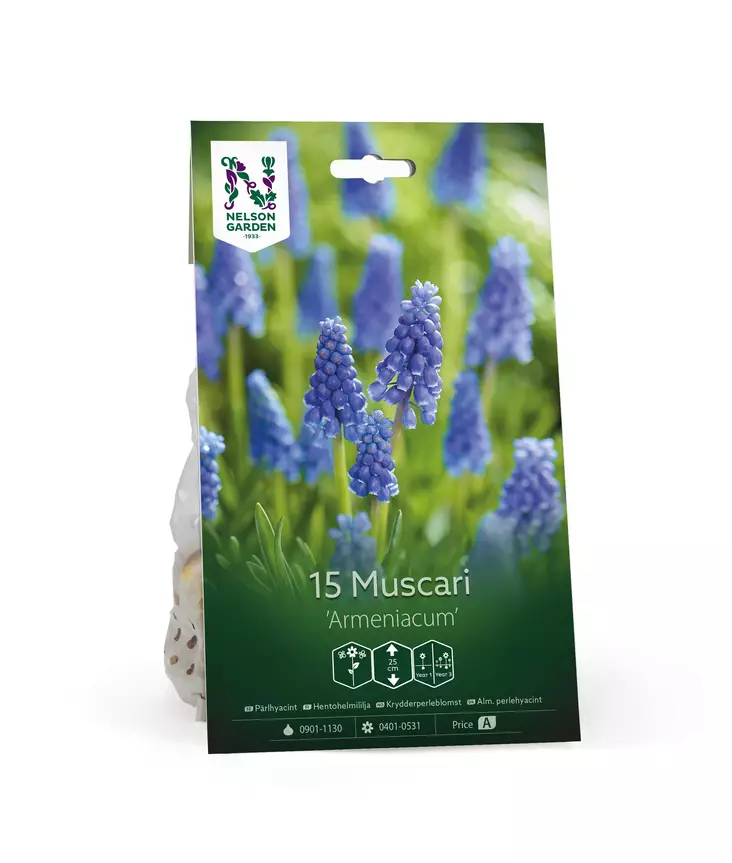 Syyssipuli Helmlilja, 'Armeniacum' - Siemenet ja sipulit - 7312603021065 - 1