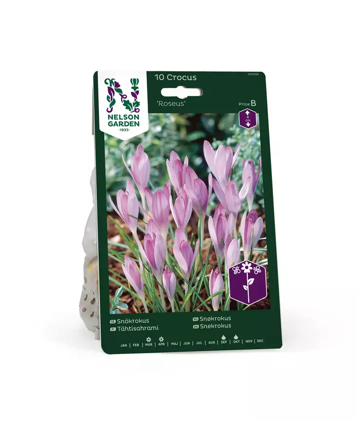 SYYSSIPULI KROOKUS TÄHTISAHRAMI - Siemenet ja sipulit - 7312602002805 - 1