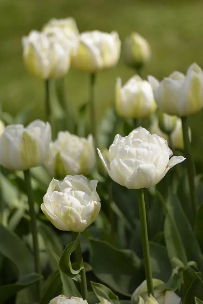 SYYSSIPULI TULPPAANI KERROTTU MOUNT TACO - Siemenet ja sipulit - 7312602012705 - 2