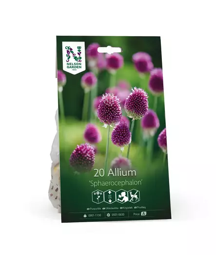 Syyssipuli Ukkolaukka, 'Sphaerocephalon' - Siemenet ja sipulit - 7312603021126 - 1