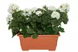 4Living Pelargonia parvekeruukussa valkoinen - Tekokukat ja -kasvit - 6410416319896 - 1