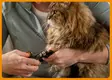 Fiskars Lemmikin kynsileikkuri pienille - Koiran trimmaus ja turkinhoito - 0046561816476 - 4