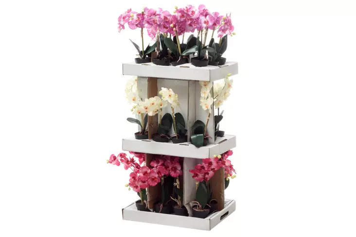 4Living Orkidea ruukussa 31cm - Tekokukat ja -kasvit - 6410412866516 - 1