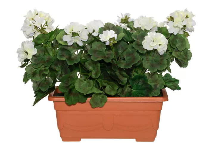 4Living Pelargonia parvekeruukussa valkoinen - Tekokukat ja -kasvit - 6410416319896 - 1