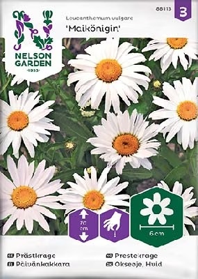 Päivänkakkara, Maikönigin - Kukkien siemenet - 7312600881136 - 1