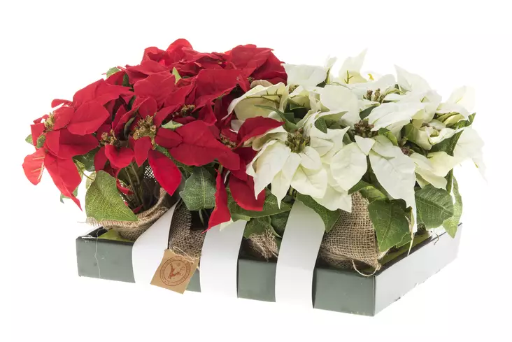 Winteria Joulutähti 3-kukan punainen/valkoinen 23 cm - Joulukoristeet - 6410413103016 - 1