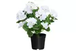 4Living Pelargonia ruukussa valkoinen - Tekokukat ja -kasvit - 6410416529837 - 1