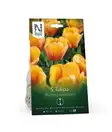 Syyssipuli Darwintulppaani, 'Blushing Apeldoorn'7,50 - Siemenet ja sipulit - 7312603021287 - 1