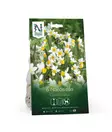Syyssipuli Narsissi 'Canaliculatus' - Siemenet ja sipulit - 7312603021027 - 1