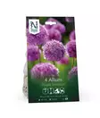 Syyssipuli Ukkolaukka, 'Purple Sensation'7,50 - Siemenet ja sipulit - 7312603021157 - 1