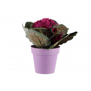 4Living Saint Paulia violetti - Tekokukat ja -kasvit - 6410413288157 - 1