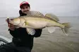 Rapala CrushCity Salted NedRoll 3 7,5cml - Jigit ja jigipäät - 0000000007178 - 4