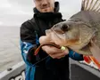 Rapala CrushCity Salted NedRoll 3 7,5cml - Jigit ja jigipäät - 0000000007178 - 2