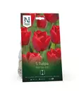 Syyssipuli Darwintulppaani, 'Red Van Eijk'7,50 - Siemenet ja sipulit - 7312603021218 - 1