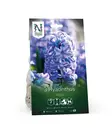 Syyssipuli Hyasintti, 'Aqua' - Siemenet ja sipulit - 7312603021058 - 1