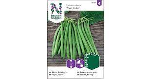 Papu, Salko-, Blue Lake - Vihannesten ja hedelmien siemenet - 7312600851818 - 1