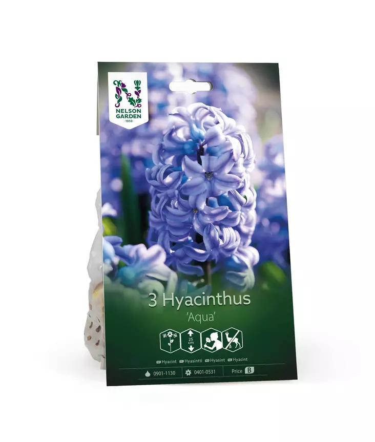 Syyssipuli Hyasintti, 'Aqua' - Siemenet ja sipulit - 7312603021058 - 1