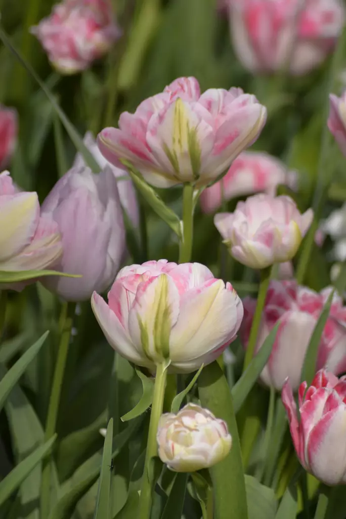 SYYSSIPULI TULPPAANI KERROTTU ROOSA - Siemenet ja sipulit - 7312602012408 - 1