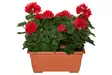 4Living Pelargonia parvekeruukussa punainen - Tekokukat ja -kasvit - 6410416319919 - 1