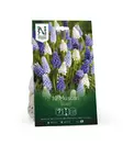 Syyssipuli Helmlilja, Mix - Siemenet ja sipulit - 7312603021089 - 1