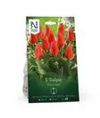 Syyssipuli Riikinkukkotulppaaniaan, 'Miramare'7,50 - Siemenet ja sipulit - 7312603021249 - 1