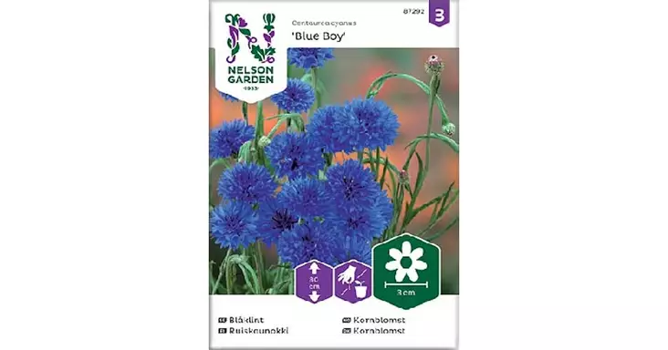 Kaunokki, Ruis-, Blue Boy - Kukkien siemenet - 7312600872929 - 1