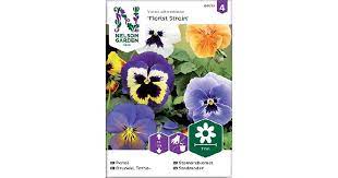 Orvokki, Tarha-, Florist Strain,Jättiläi - Kukkien siemenet - 7312600880139 - 1