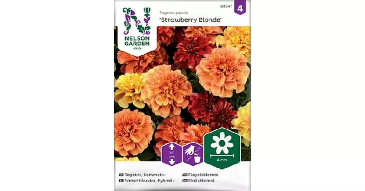 Samettikukka, Ryhmä-, 'Strawberry Blonde - Kukkien siemenet - 7312600885479 - 1