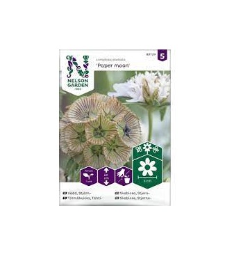 Törmäkukka, Tähti-, Paper moon - Kukkien siemenet - 7312600887299 - 1