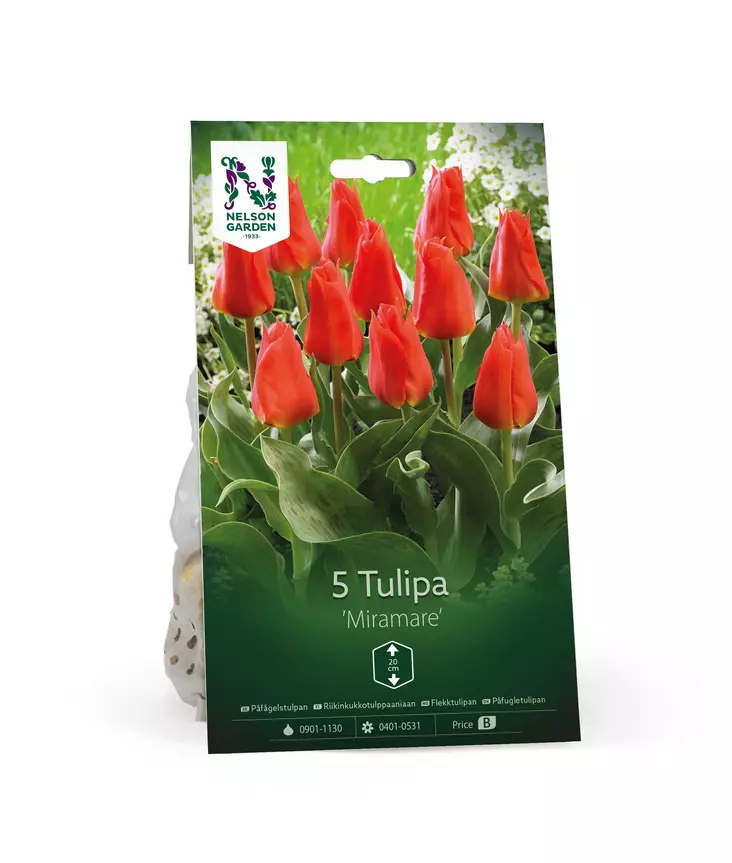 Syyssipuli Riikinkukkotulppaaniaan, 'Miramare'7,50 - Siemenet ja sipulit - 7312603021249 - 1