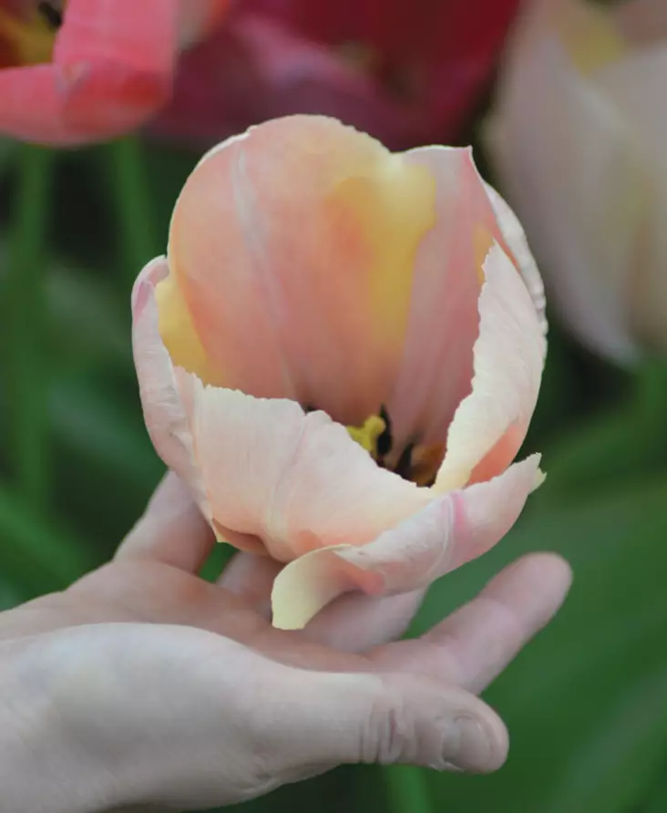 SYYSSIPULI TULPPAANI SALMON VAN EIJK - Siemenet ja sipulit - 7312602007909 - 1