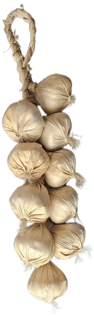 TEKOKASVI VALKOSIPULILETTI - Tekokukat ja -kasvit - 6438159394239 - 1